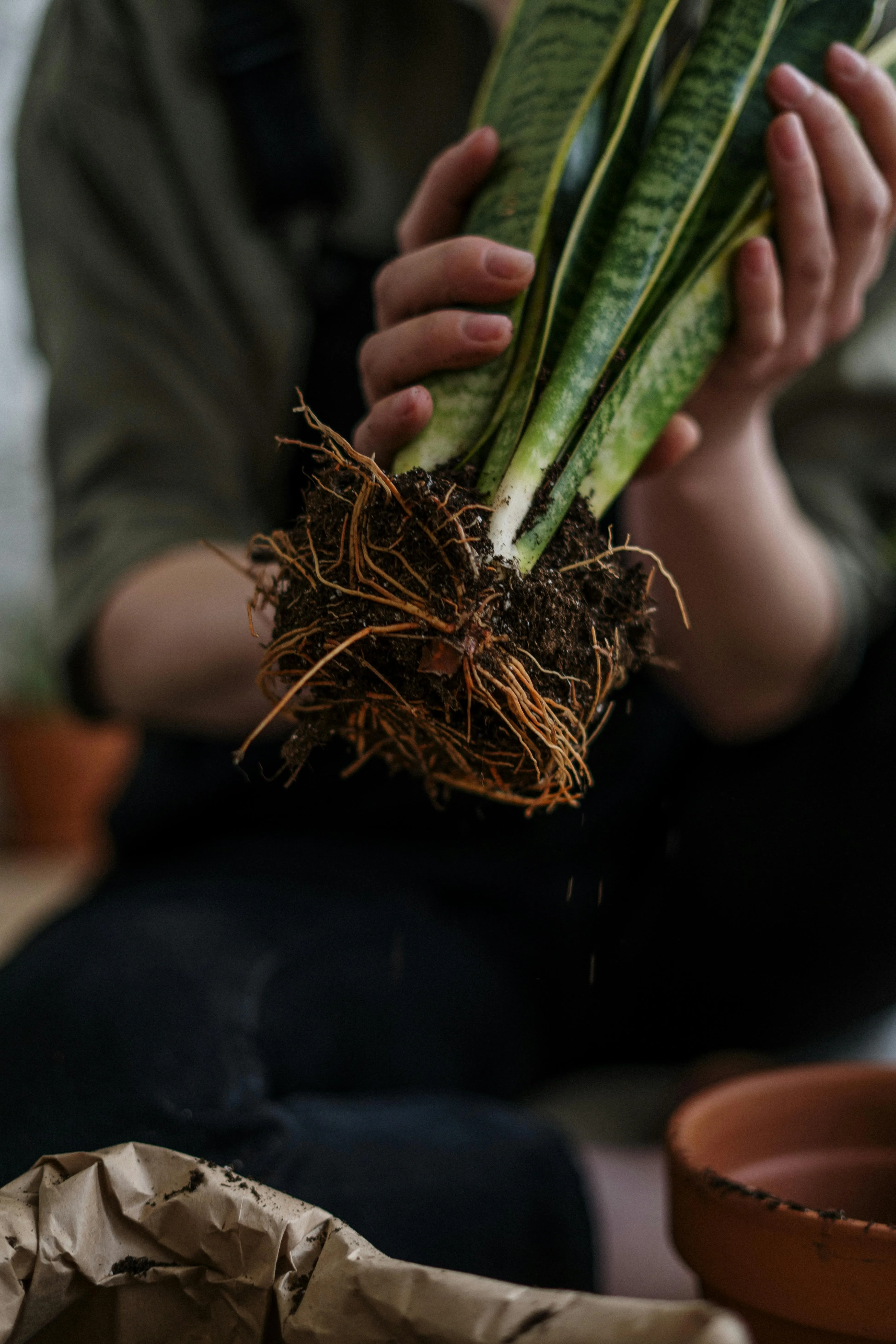 cottonbro studio on pexels