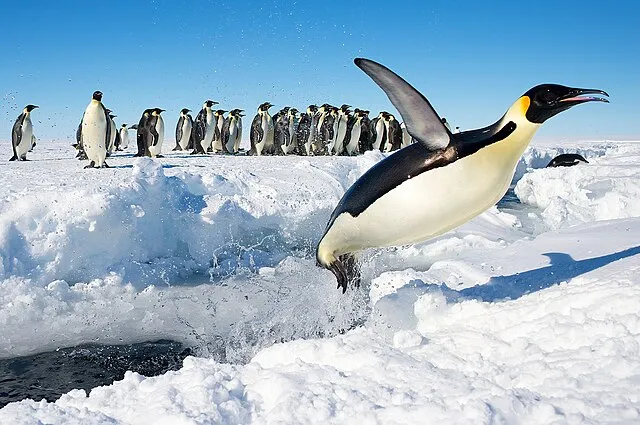 20 Species Known for Cooperative Behavior