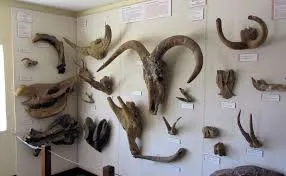 Image from Mainly Museums