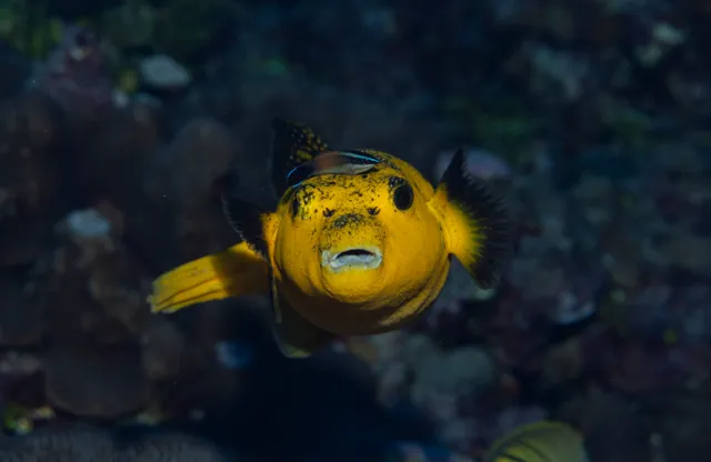 NOAA Fisheries/Nate Hayes on wikimedia