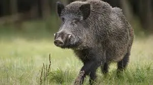 Image from Force of Nature Meats