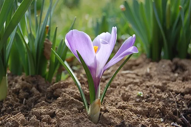 Smihael on Wikimedia Commons