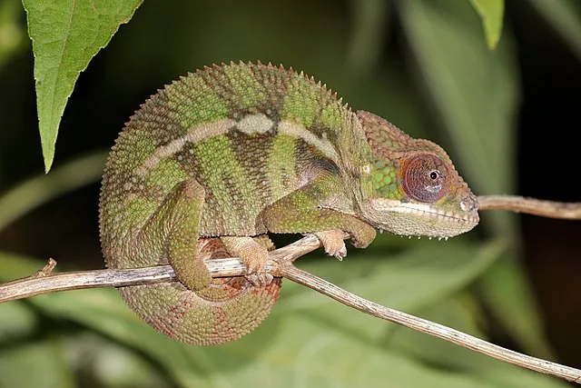 Charles J. Sharp on Wikimedia Commons 
