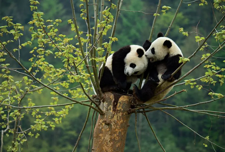 Image from National Geographic Education
