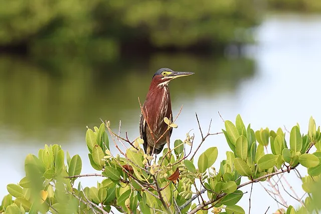 Serebit on wikimedia