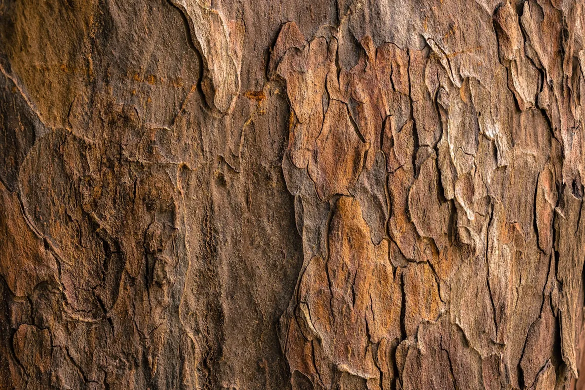 Jude Infantini from Unsplash