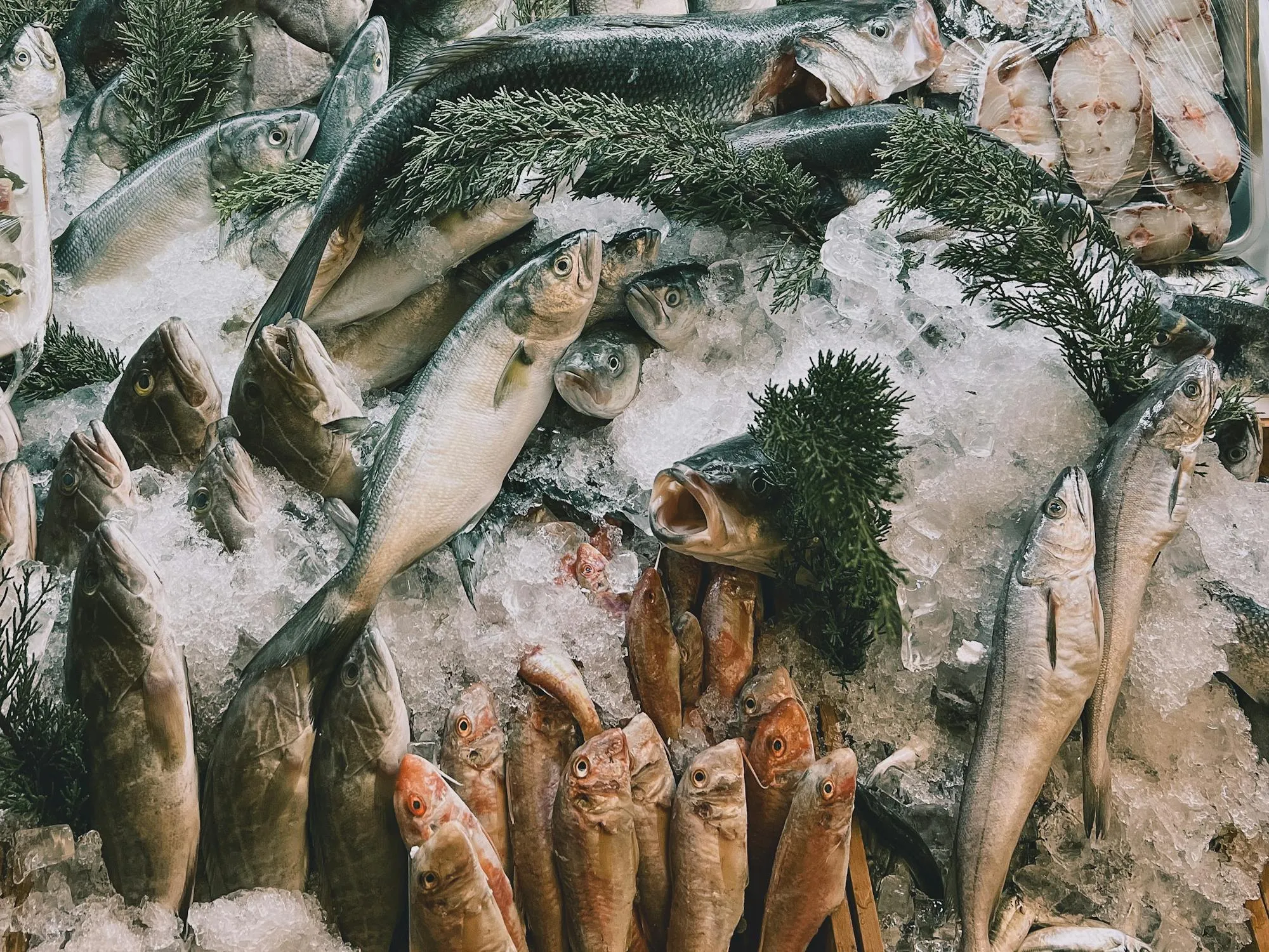 Mehmet Turgut Kirkgoz on pexels