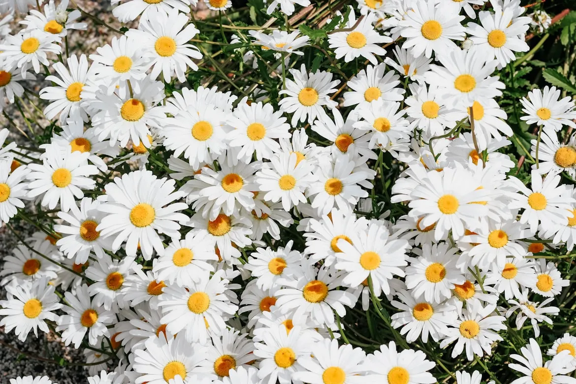 micheile henderson from Unsplash