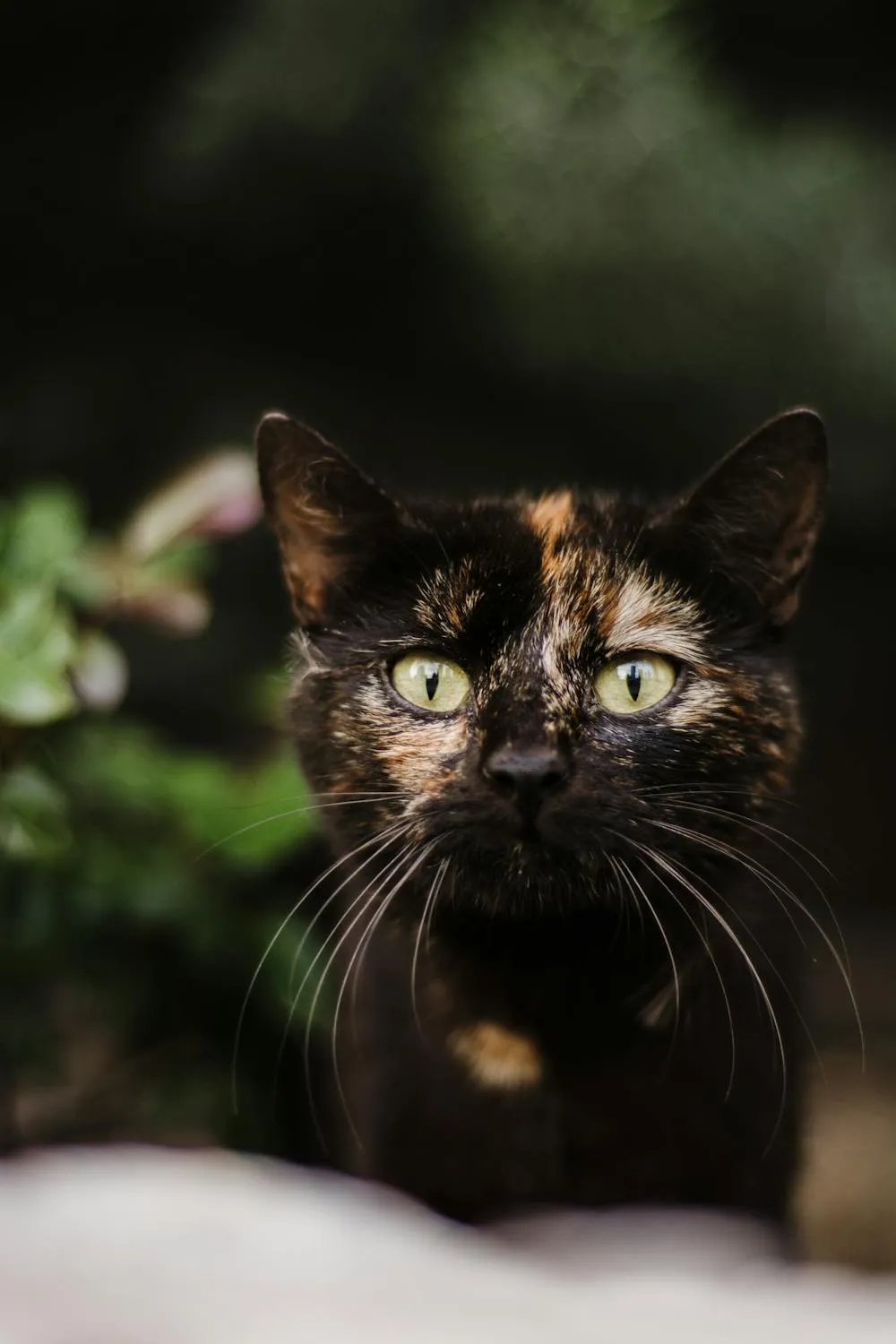 Nadiye Odabaşı on Pexels