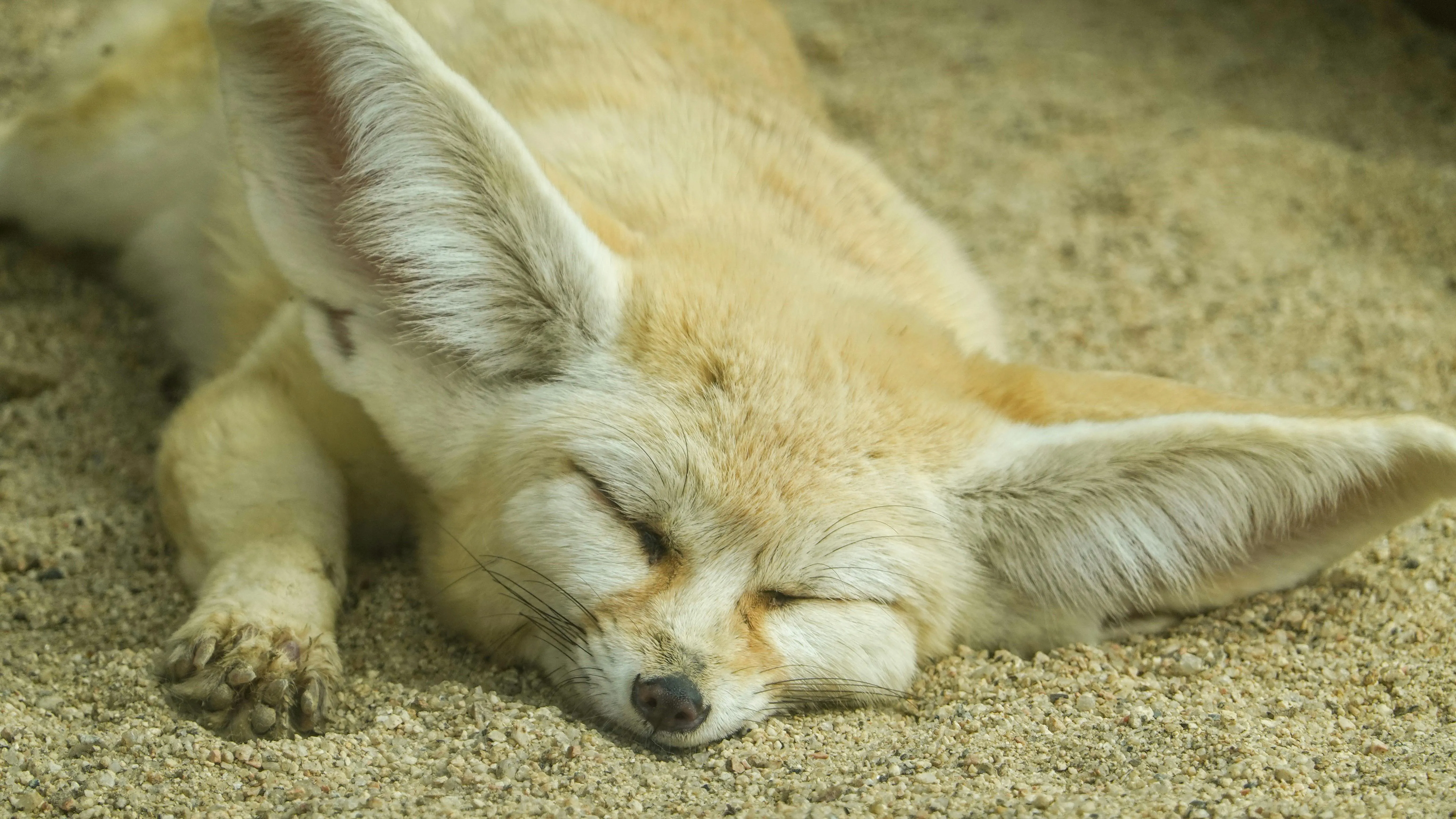Yanto Sam on Pexels
