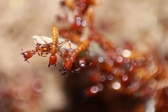 Nikhil More on Wikimedia Commons