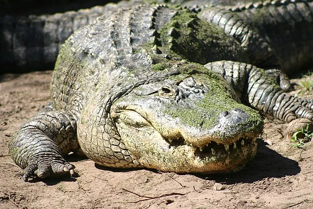 Skeetdeloach on wikimedia