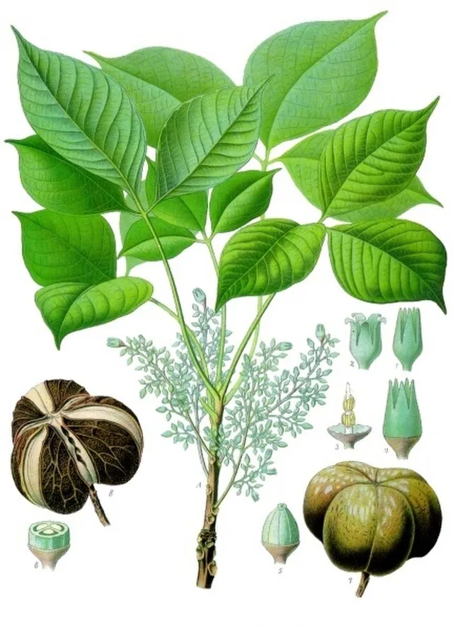 Franz Eugen Köhler, Köhler's Medizinal-Pflanzen on Wikimedia Commons