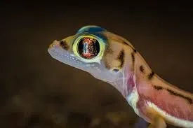 Image from iNaturalist