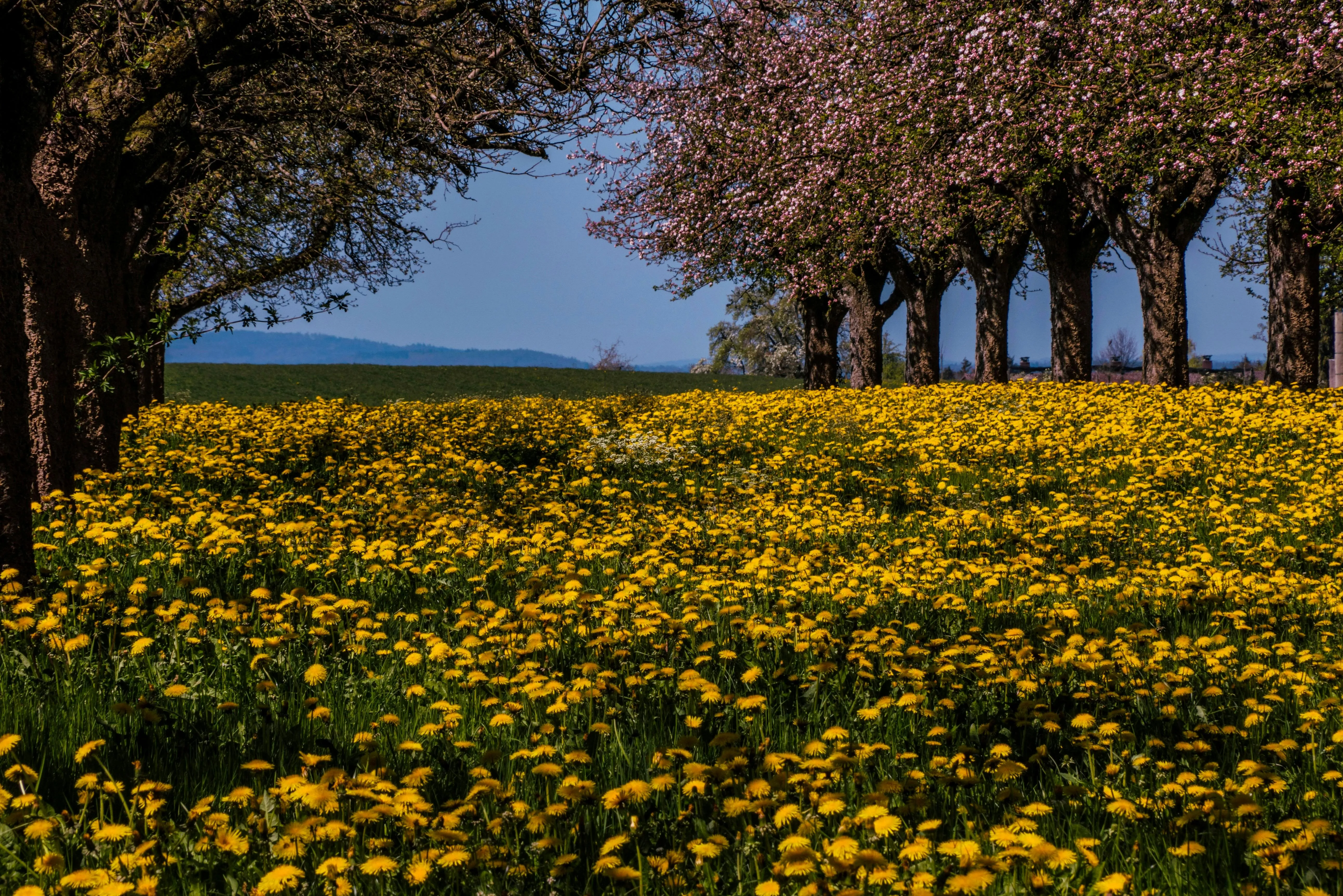 12 Outdoor Sounds That Defined Springtime