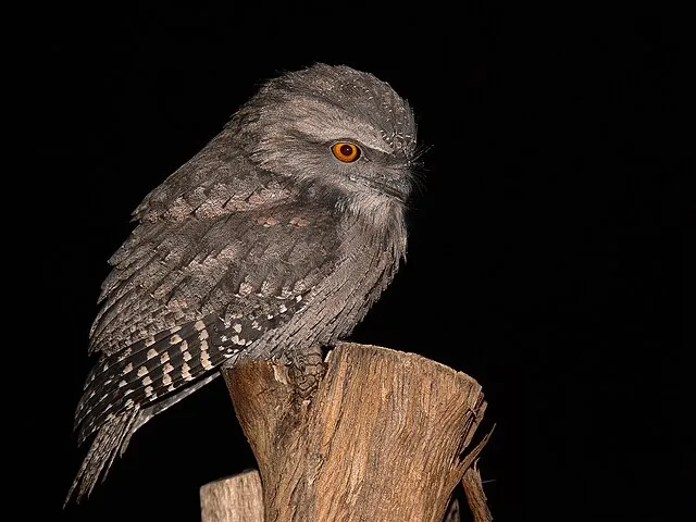 Benjamint444 on Wikimedia Commons