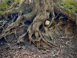 Image from Root Barrier Store