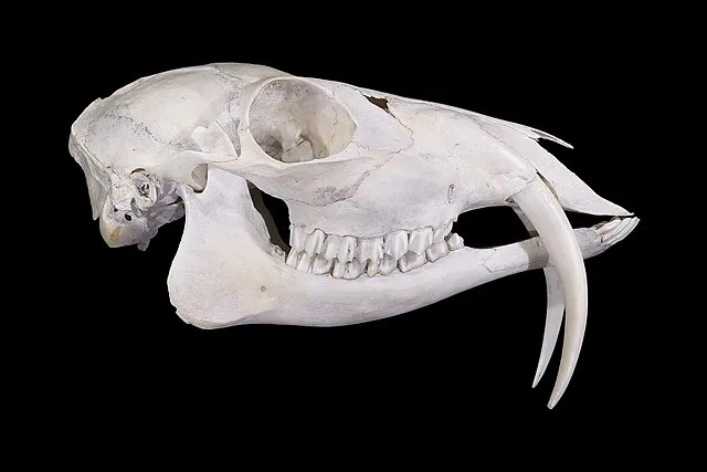 Didier Descouens on Wikimedia Commons