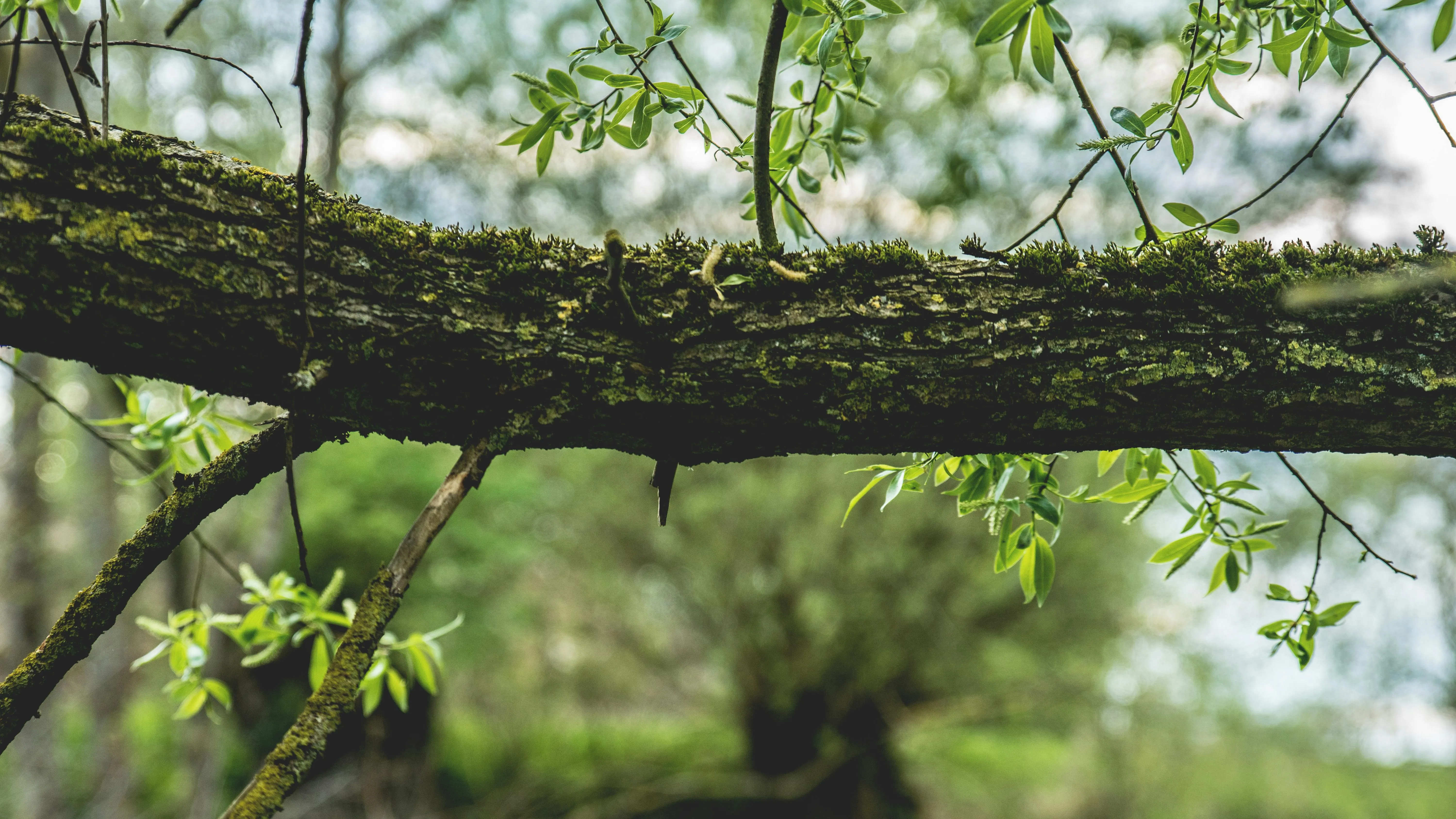 Artur Roman on Pexels
