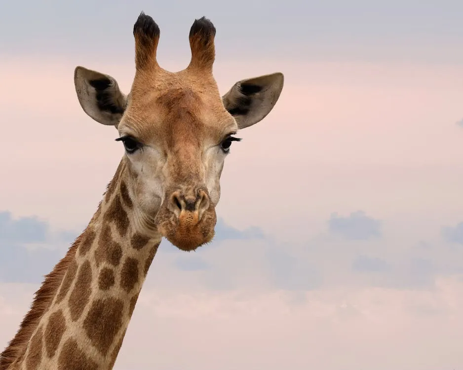 Frans van Heerden on Pexels