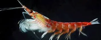 Image from Australian Antarctic Program