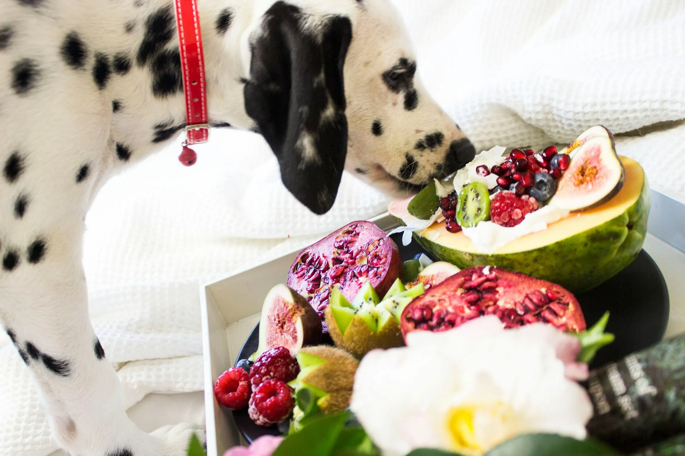 20 Human Foods That Are Actually Good for Your Pet