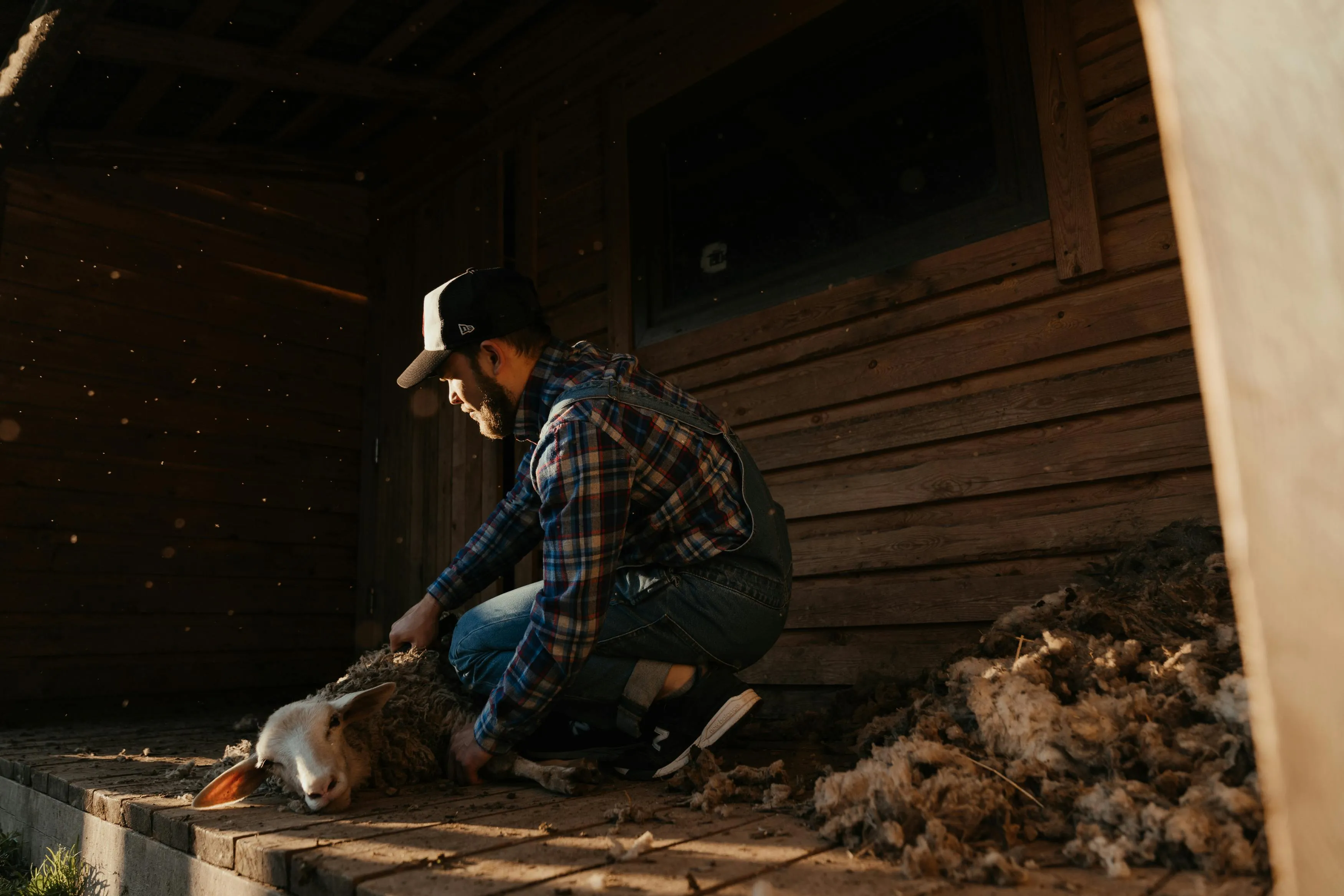 cottonbro studio on pexels
