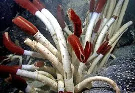 Image from SeaSky.org