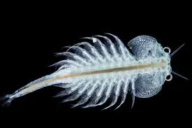 Image from Aquariumbreeder