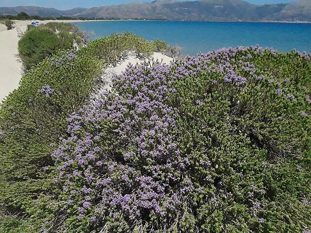 Evg.Perdiki on Wikimedia Commons