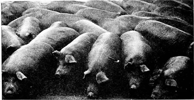 Internet Archive Book Images on Wikimedia Commons