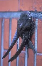 Image from BirdLife International