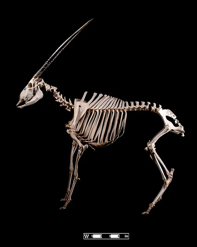 Museum of Veterinary Anatomy on Wikimedia Commons