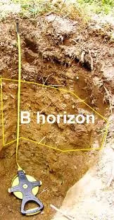 Image from Plant and Soil Sciences eLibrary