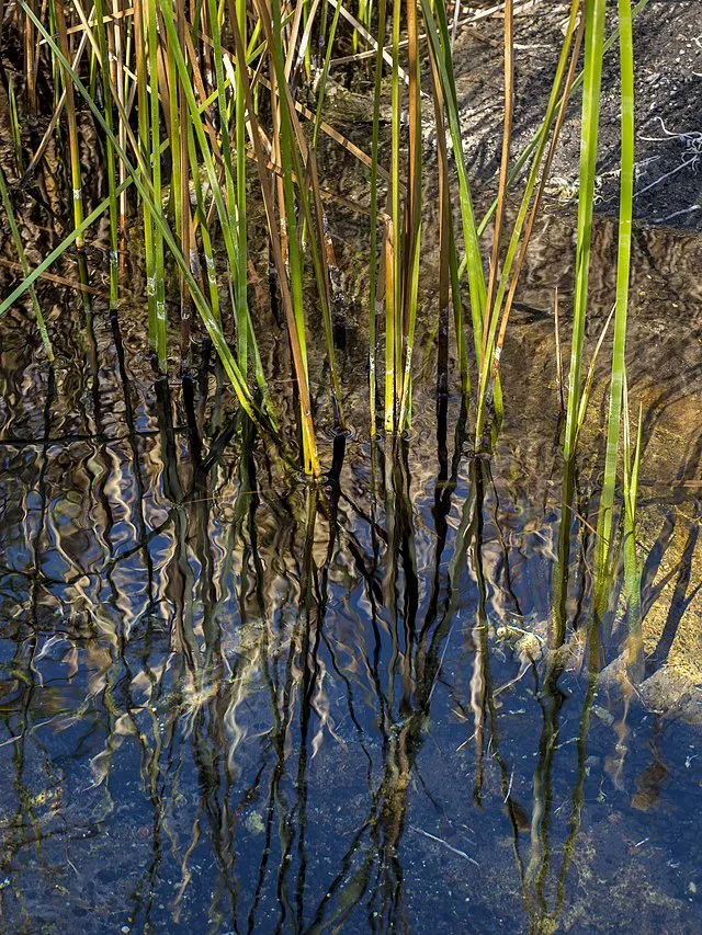 Andrew Cattoir (Lake Mead National Recreation Area) on wikimedia