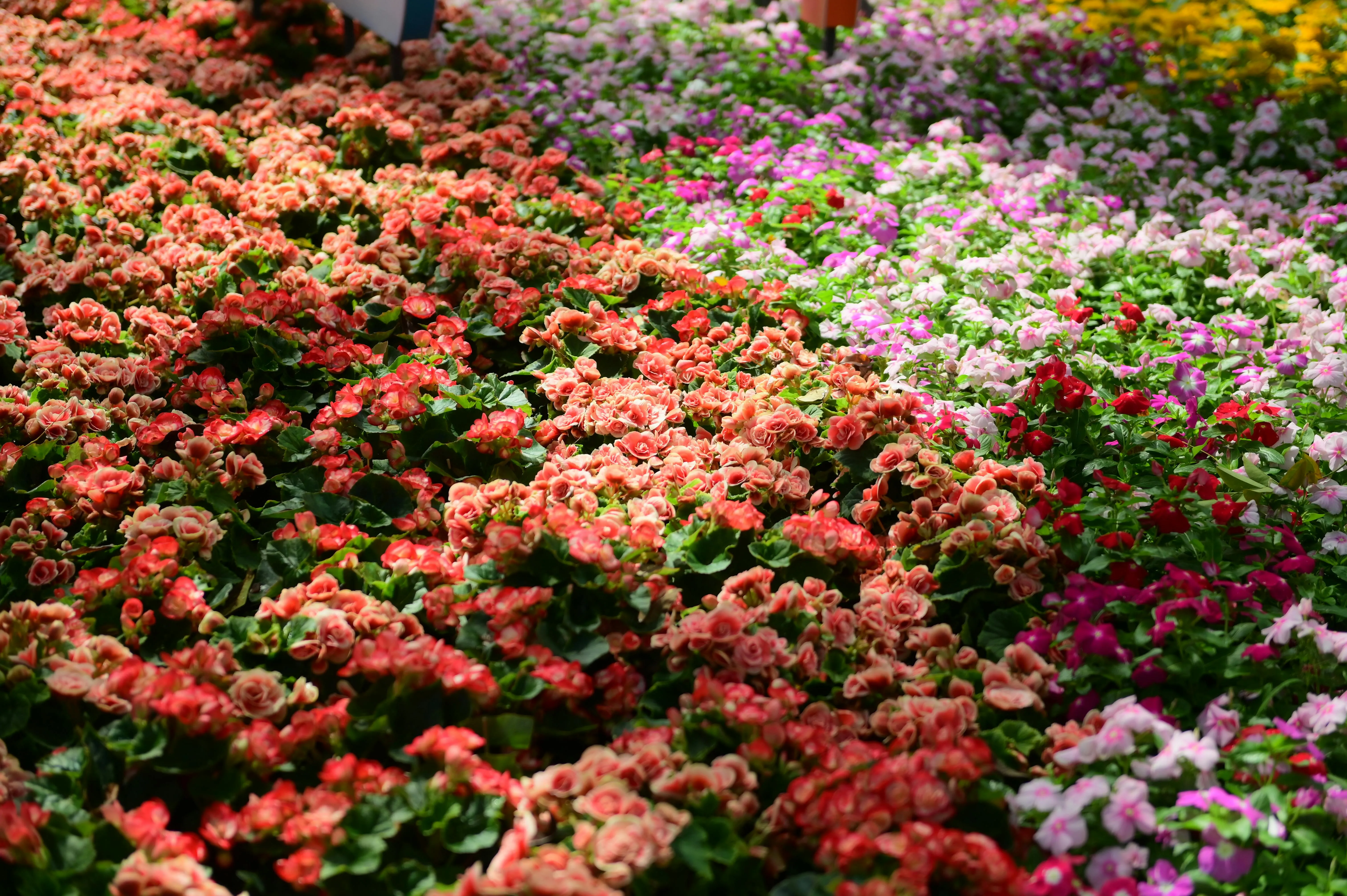 Mai In May on Pexels