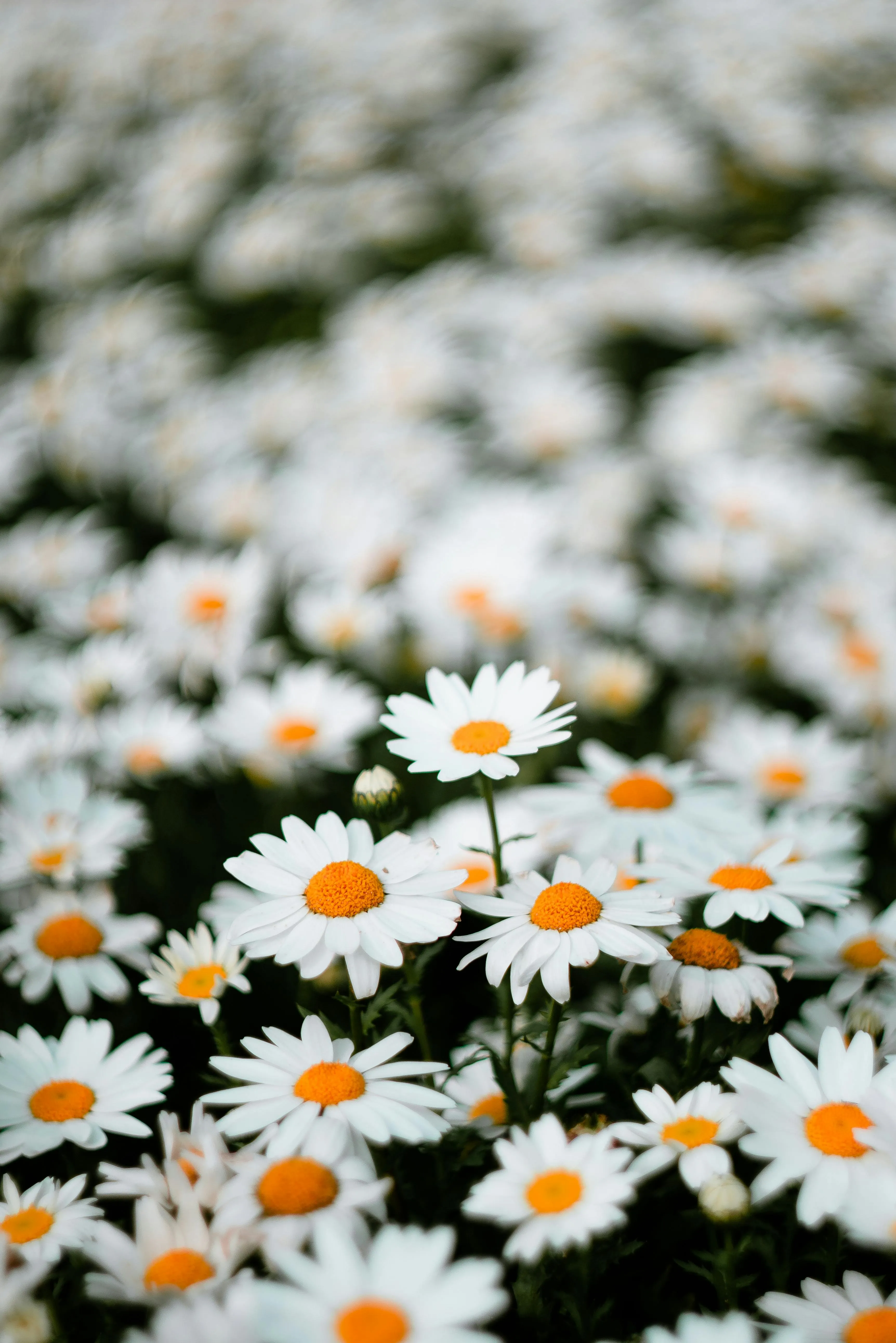 zydeaosika on pexels