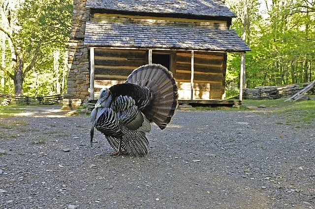 P. Hughes on Wikiemdia Commons