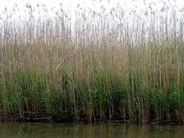 Image from Outdoor Alabama