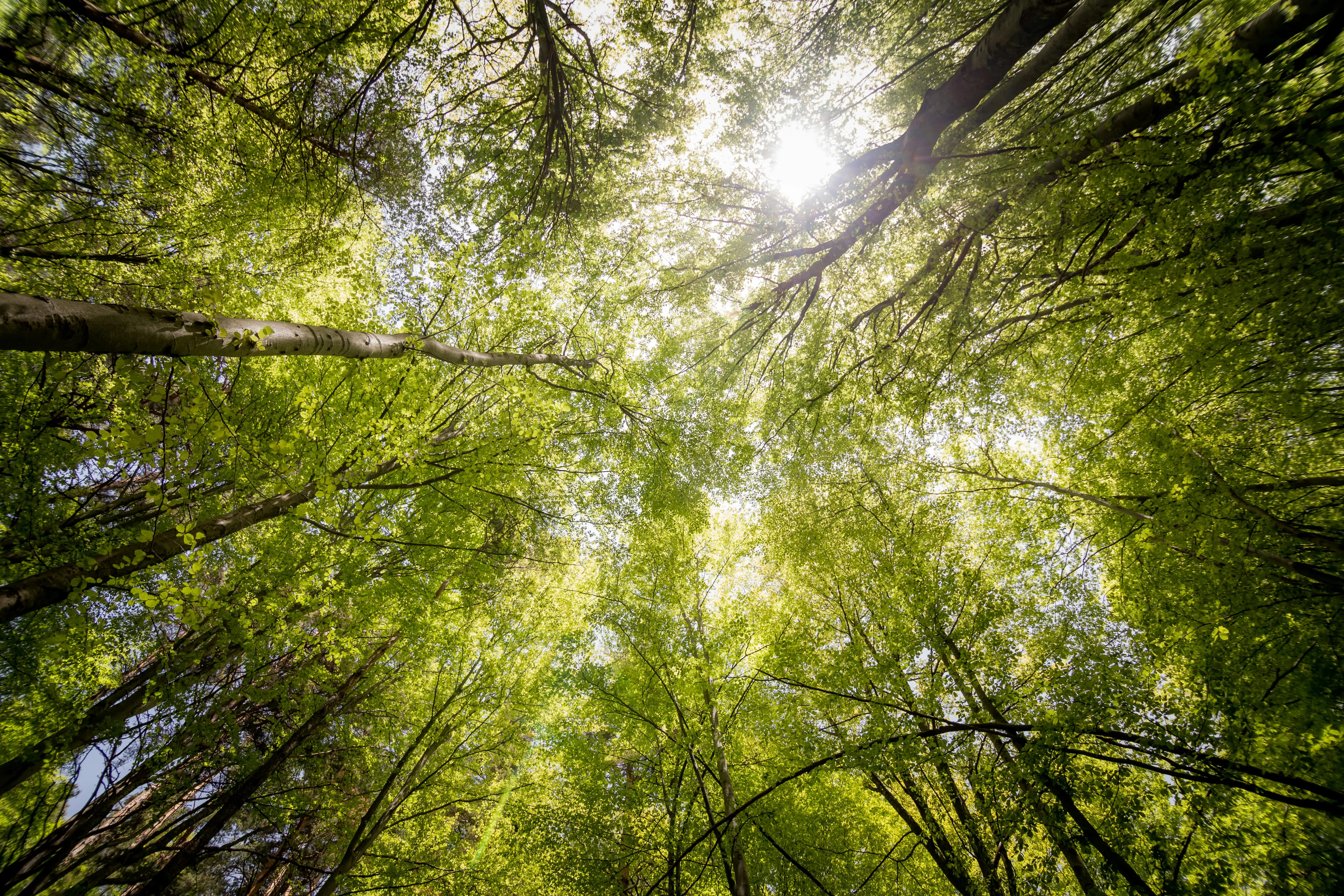 15 Plant Species Used Traditionally for Practical Needs
