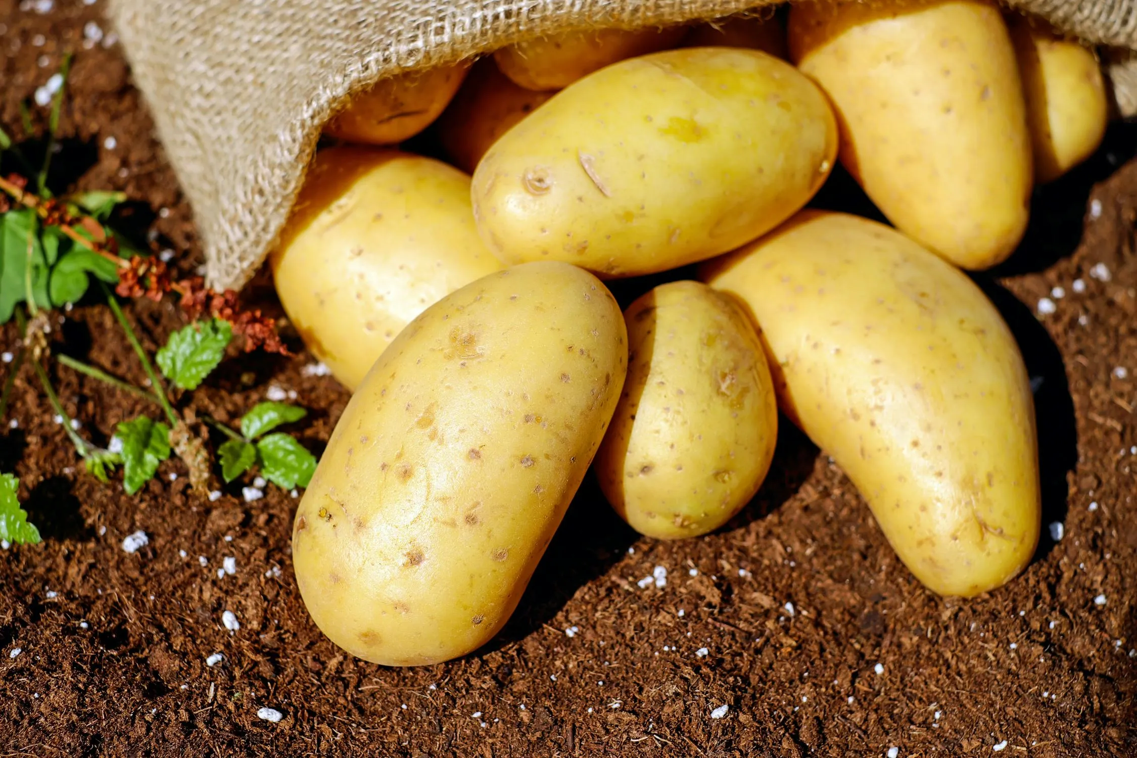 12 Surprising Facts About Potatoes You Never Learned in School—For International Day of Potato