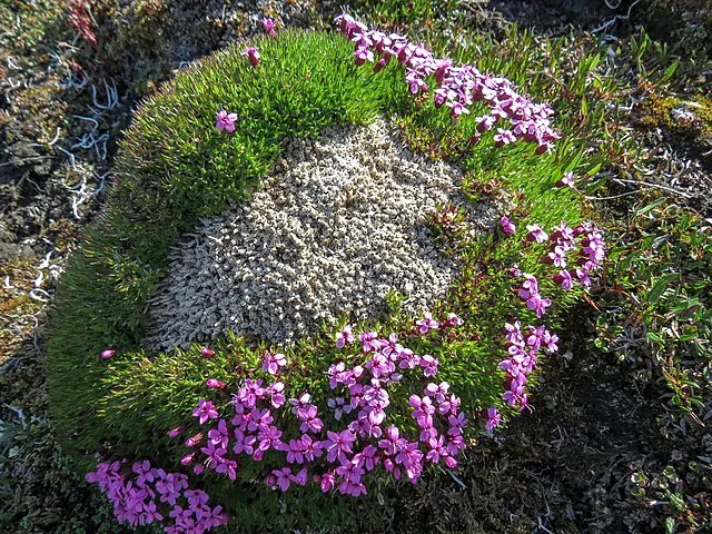 USFWSAlaska on wikimedia