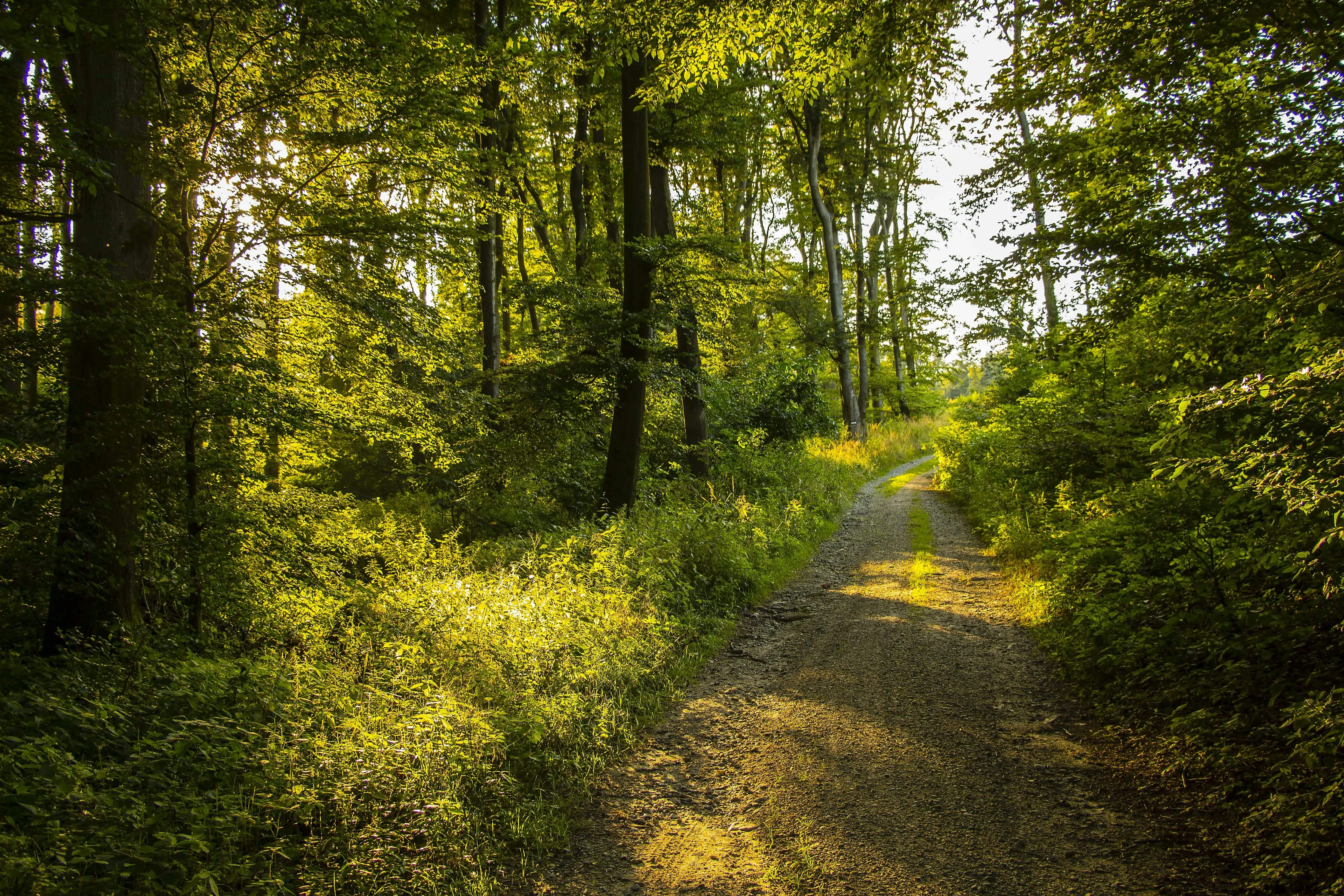 Pixabay on Pexels