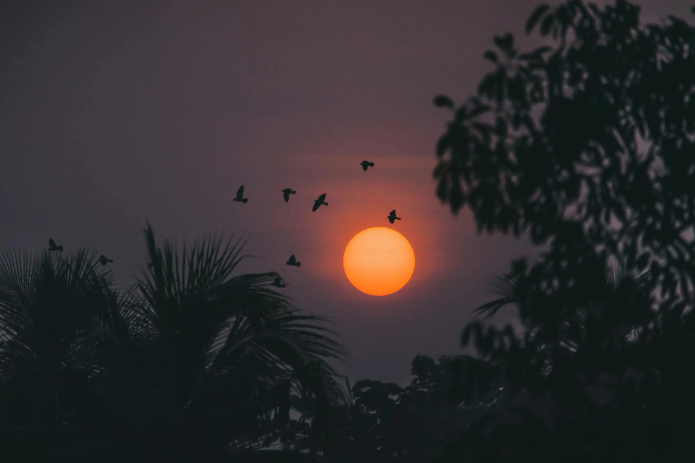 12 Surprising Facts About Bird Migration You Didn’t Learn in School—Perfect for World Migratory Bird Day