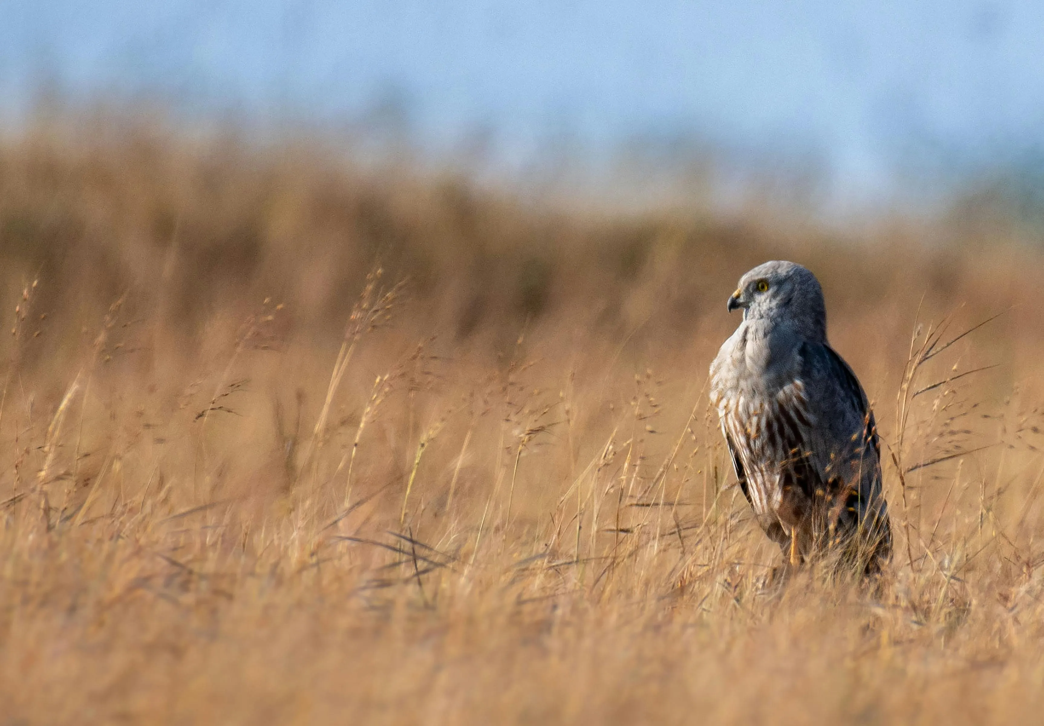 Rajukhan Pathan on pexels
