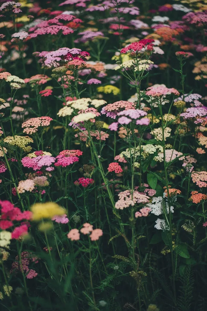 Annie Spratt from Unsplash