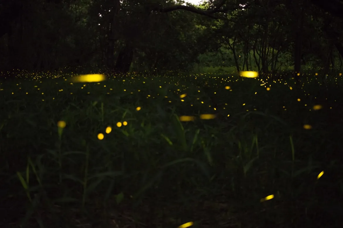 Tony Phan from Unsplash