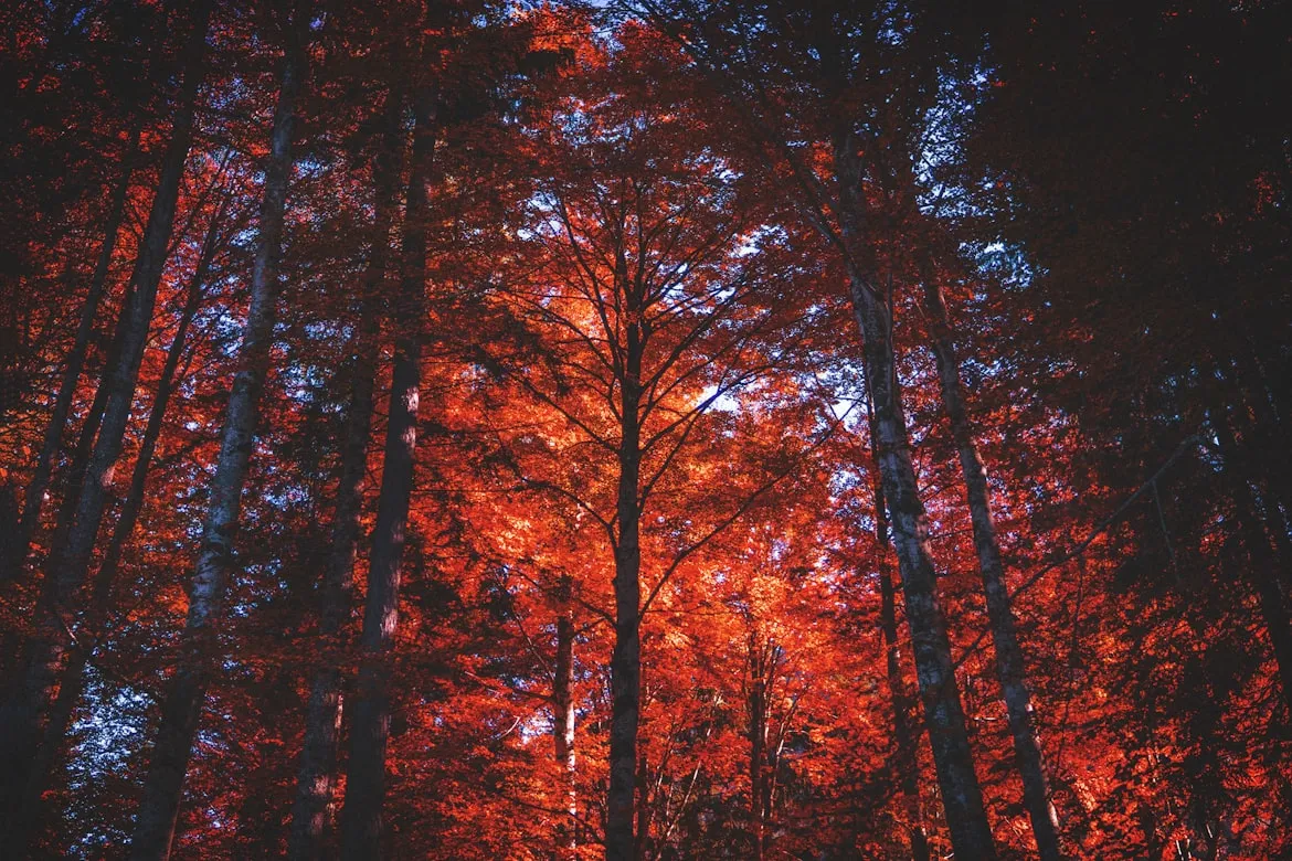 Simone Dalmeri from Unsplash