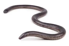 Image from AmphibiaWeb