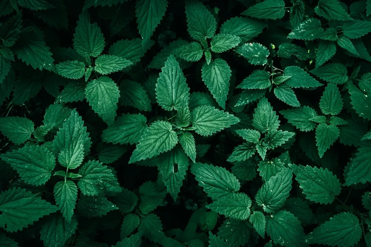 Wyxina on Pixabay